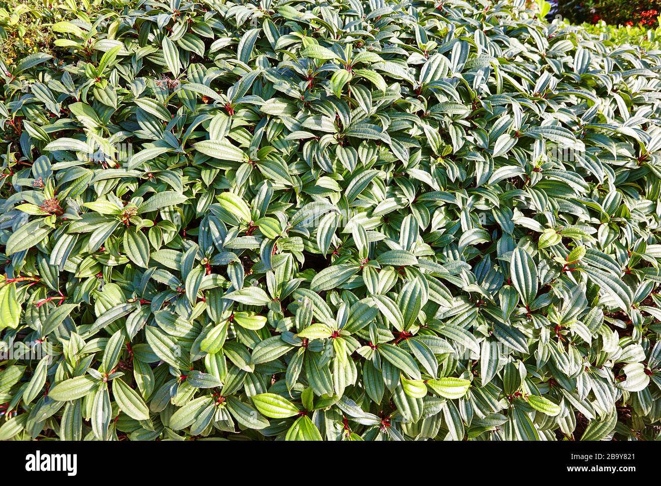 Bosque y árbol espeso y verde follaje de verano en el campo inglés
