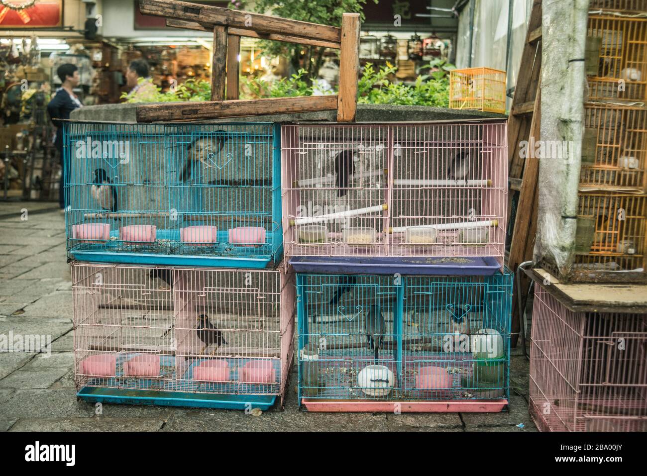 Aves en jaulas de aves en el mercado de aves de Hong Kong Foto de stock