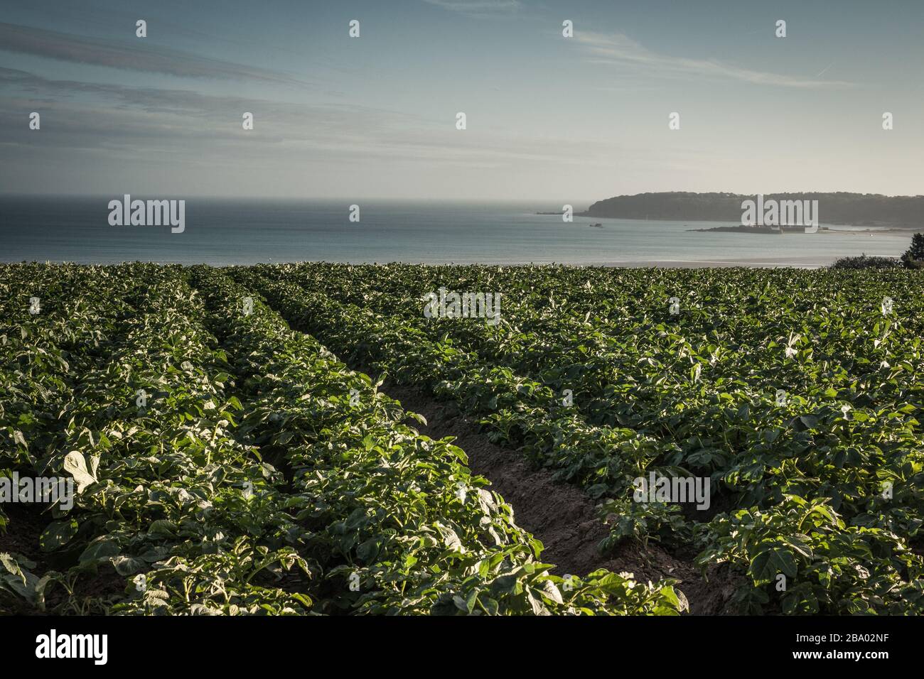 Nueva Jersey para cultivo de patatas Foto de stock