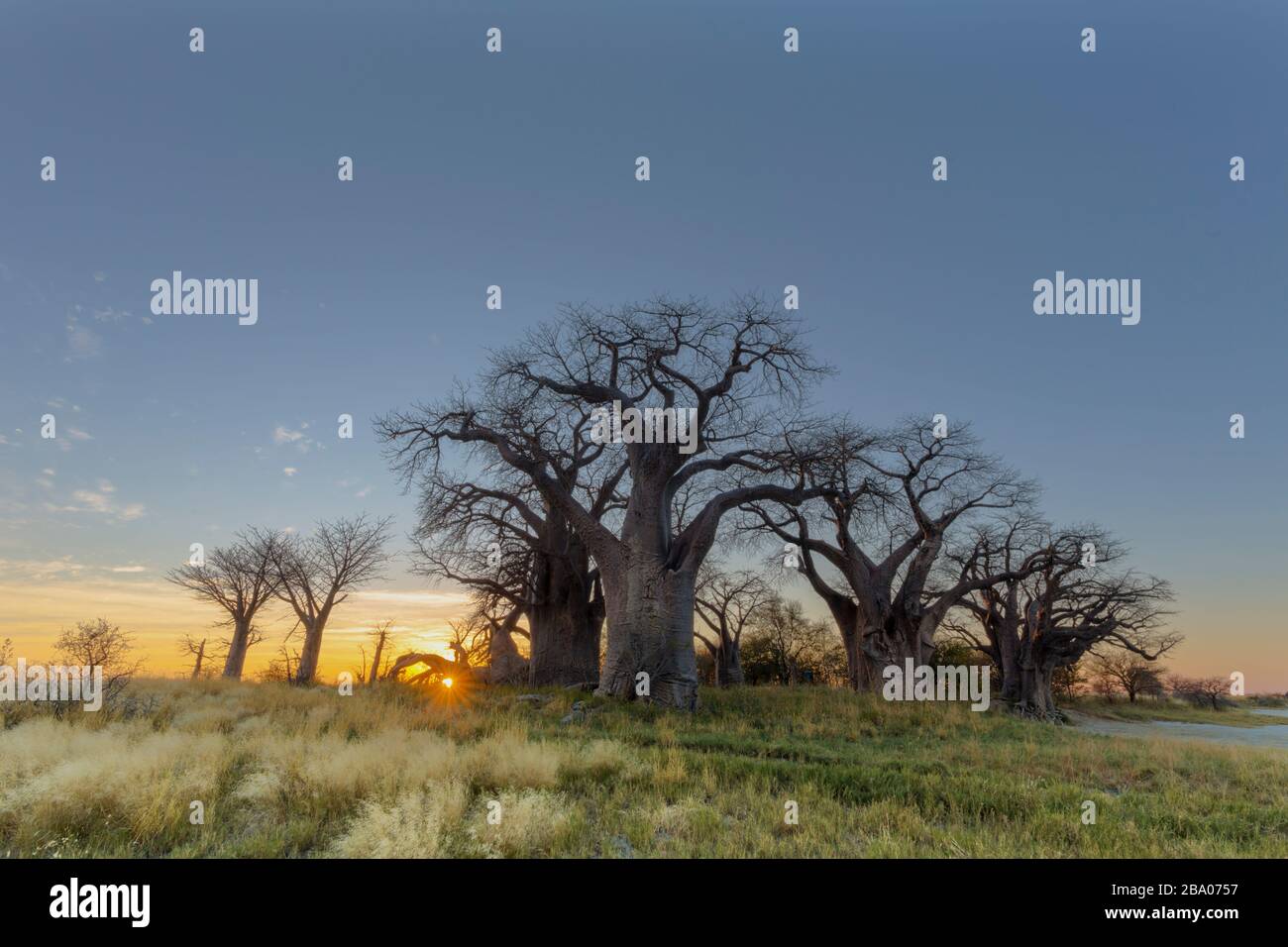 Amanecer en Baines del baobab Foto de stock