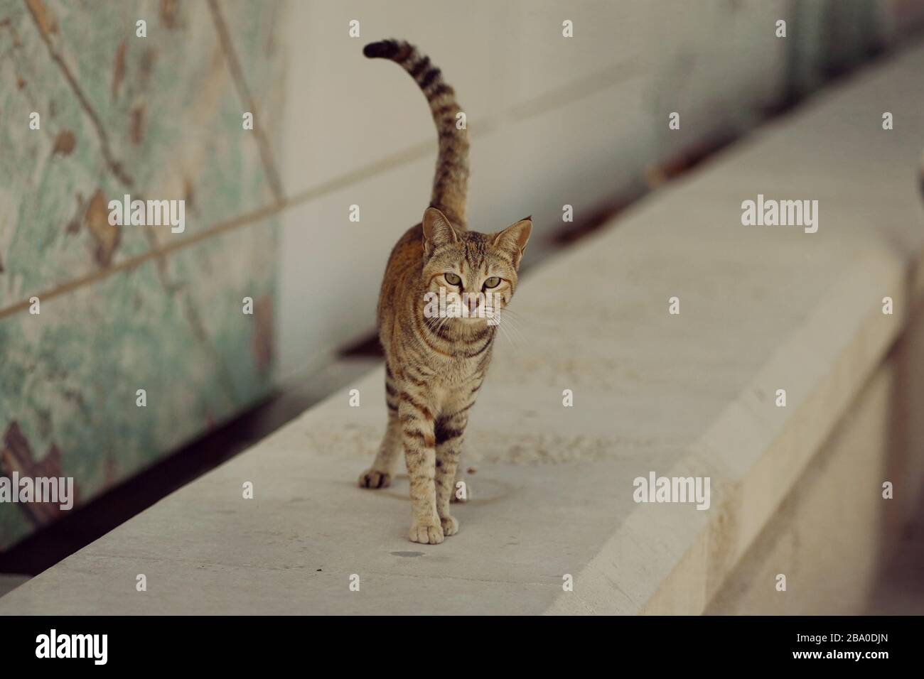 Hermoso gato viendo a la gente Foto de stock