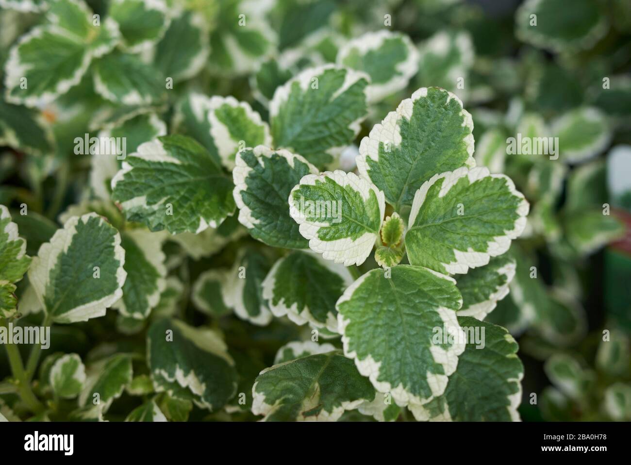 Begonia sueca fotografías e imágenes de alta resolución - Alamy