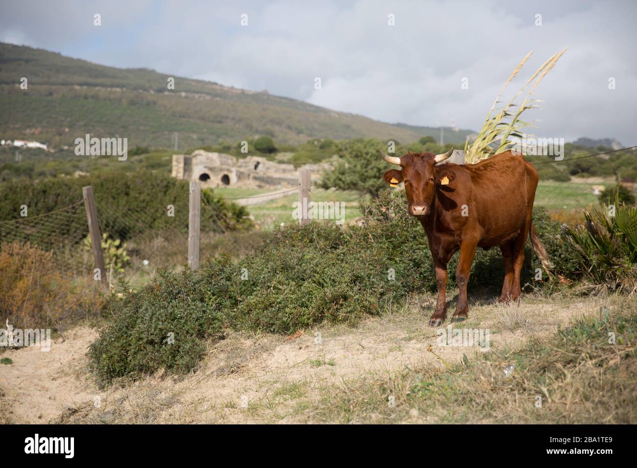 Un Marrón Corente ganado Breed con dos cuernos de pie con una vista montañosa de la montaña Foto de stock