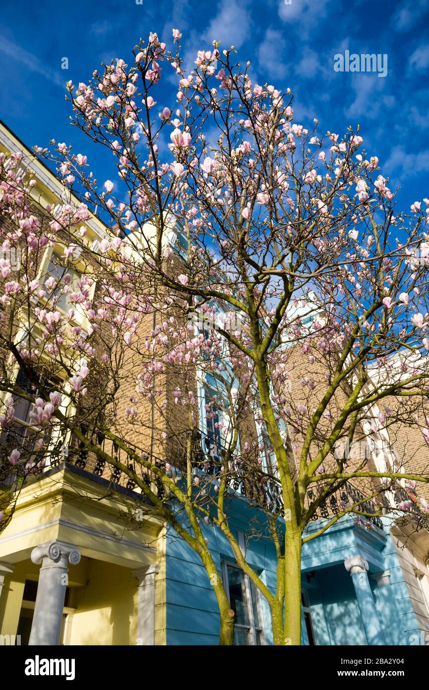 Brillante vista de primavera del árbol de Magnolia rosa que florece en la calle de la ciudad en Londres, Reino Unido Foto de stock