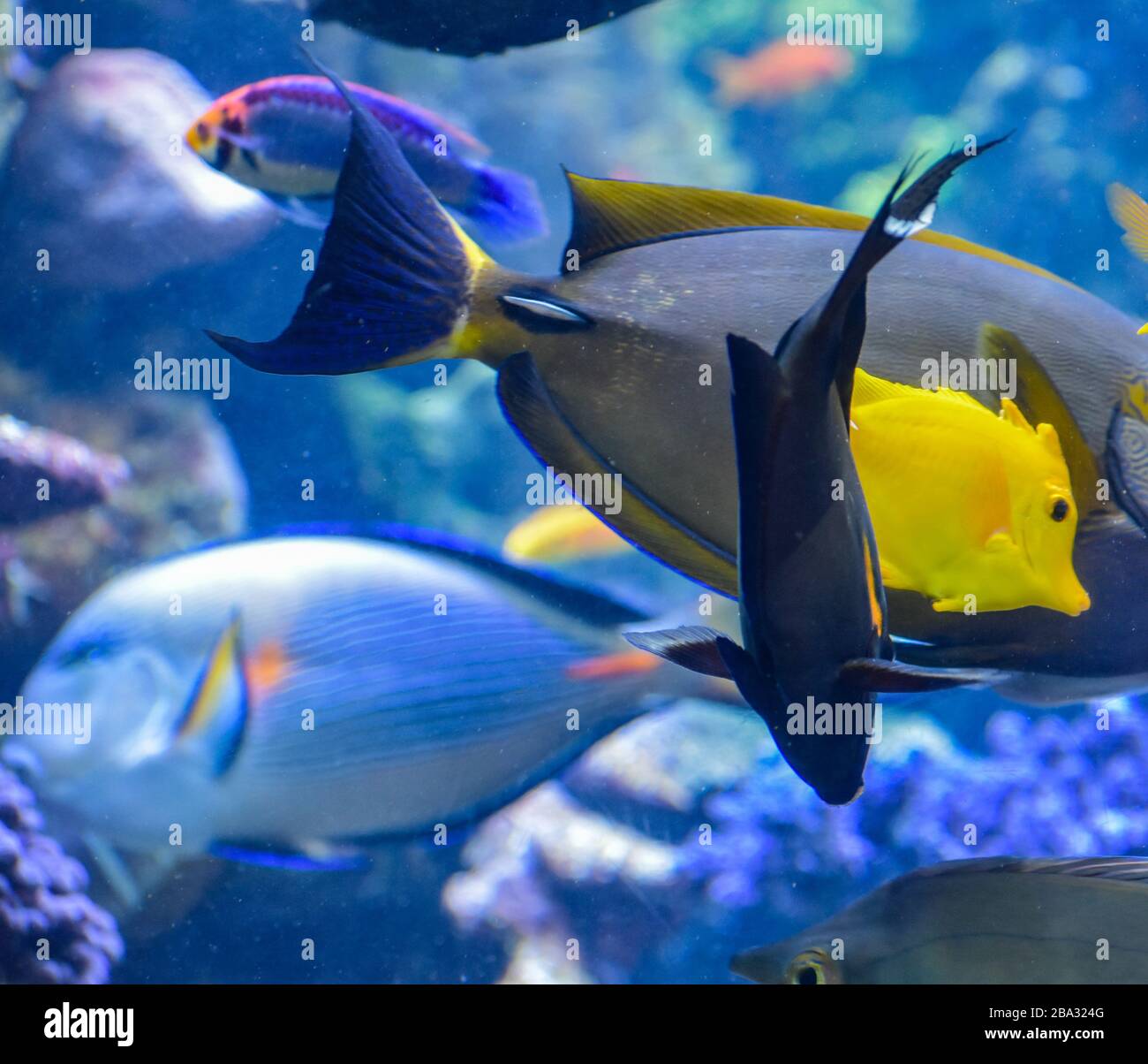 Acuario Colorful Fish Colgante Amarillo y Groupers en Macro Shot Foto de stock