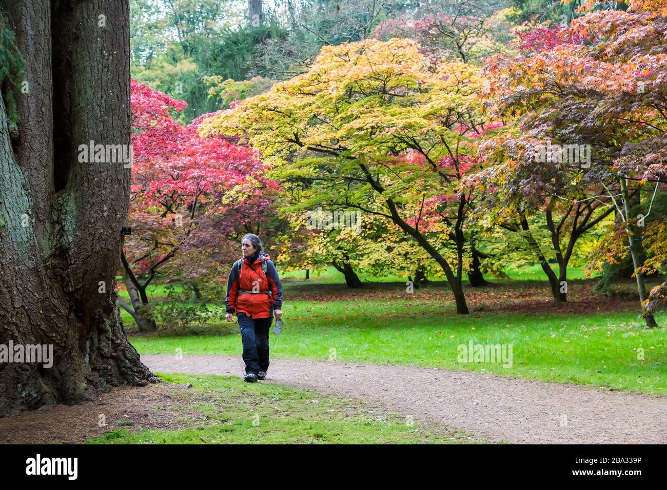 Mujer caminando a través de Westonbirt Arboretum, Gloucestershire, Englland, Reino Unido Foto de stock
