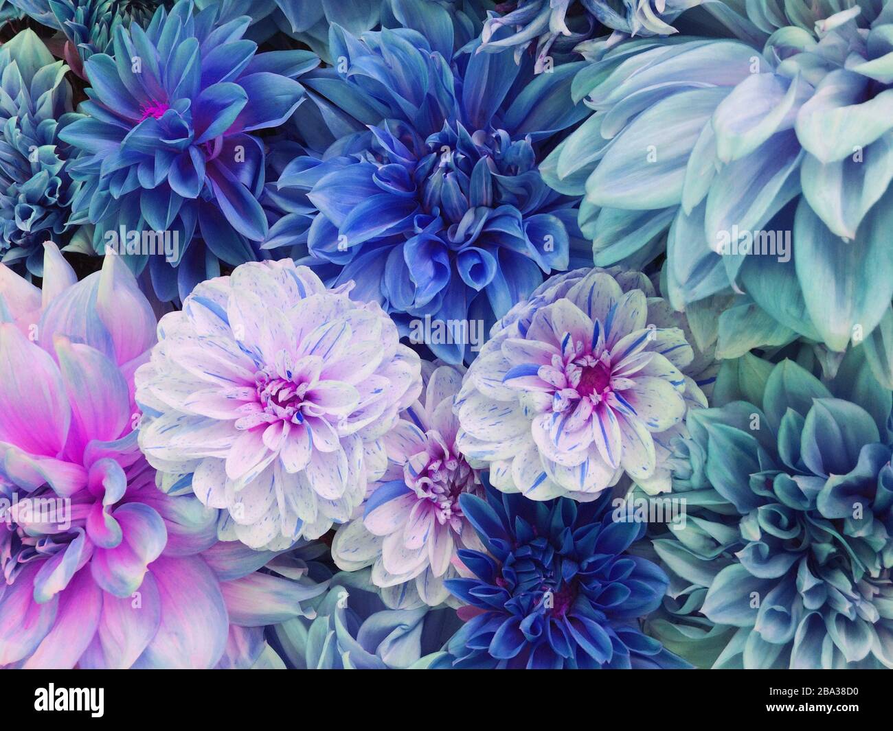 Flores de color azul, blanco y morado dahlia en flor Fotografía de stock -  Alamy