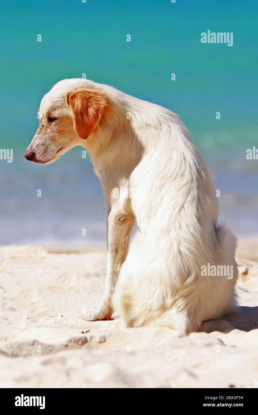 Ein Hund sitzt am Strand, PR: Sí Foto de stock