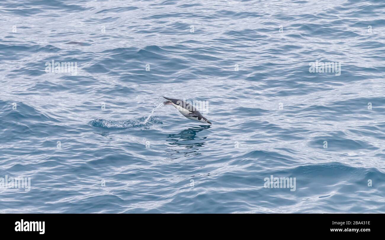 Un pingüino "Pygoscelis antarcticus" atado con chin porpoises a los campos de alimentación. Foto de stock