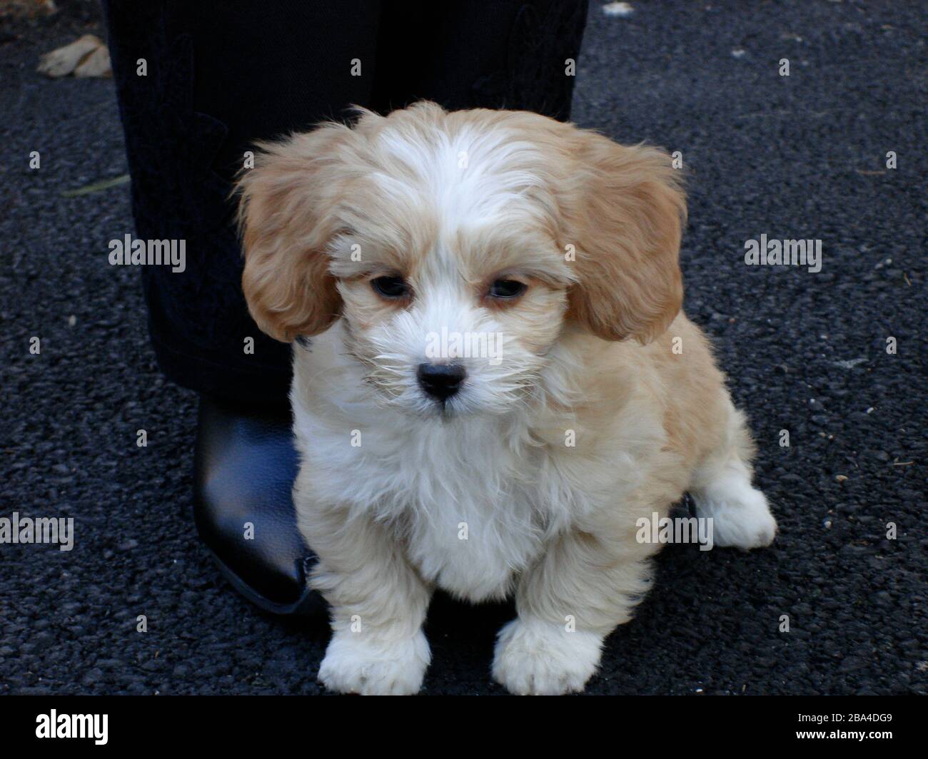 Inglés: Un perro, posiblemente un chipo; 31 de marzo de 2007; obra propia;  Andrewkauf en Wikipedia en inglés; ' Fotografía de stock - Alamy