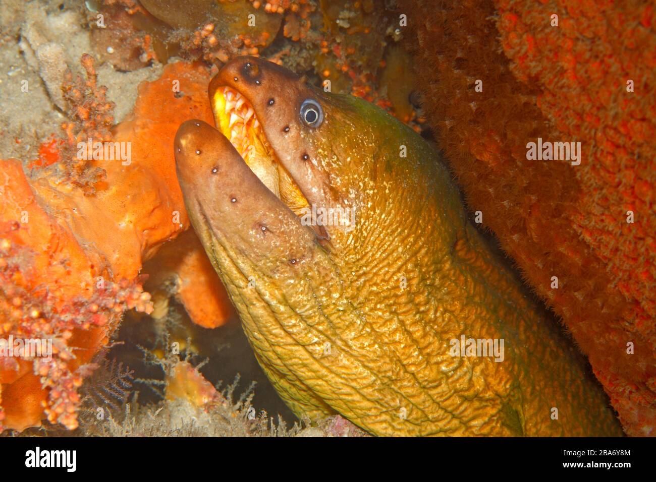 Green Moray eel, Gymnothorax prasinus, Nelson Bay, Port Stephens, Australia Foto de stock