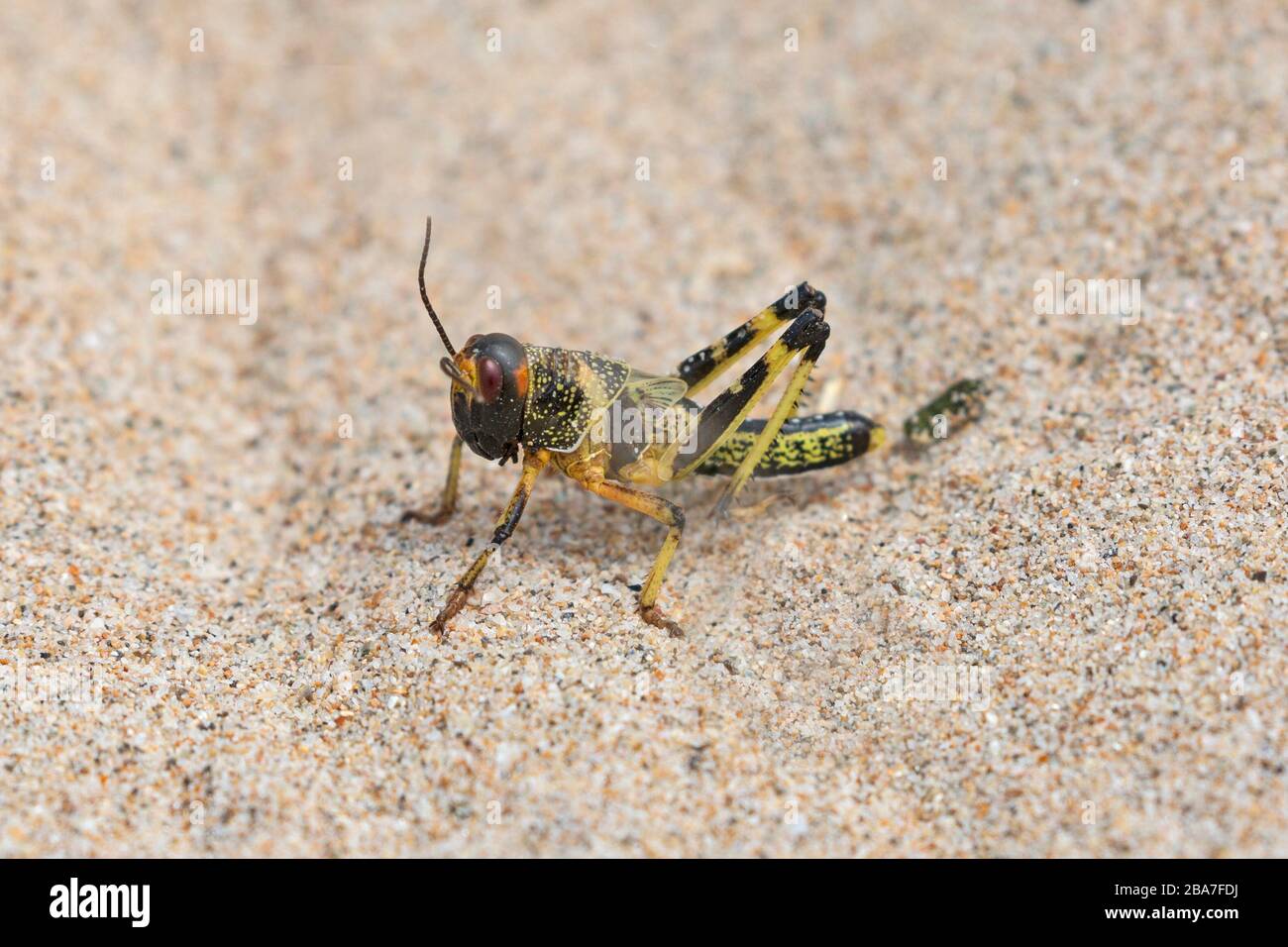 La langosta del desierto, Schistocerca garia. Una joven langosta juvenil recientemente criada en el norte de Omán, en el Oriente Medio. Notada por su enjambre. Foto de stock