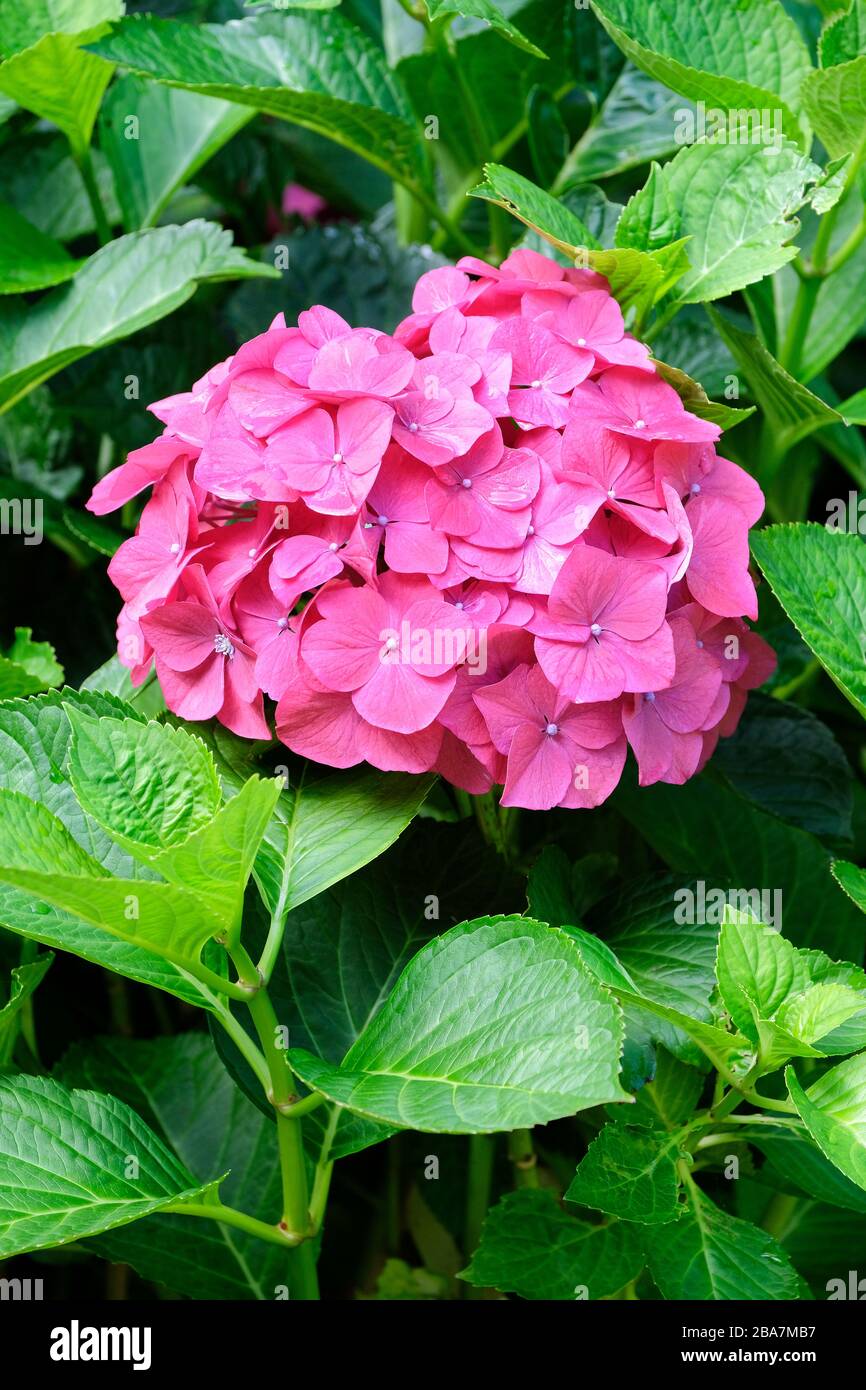 Hortensia enana fotografías e imágenes de alta resolución - Alamy