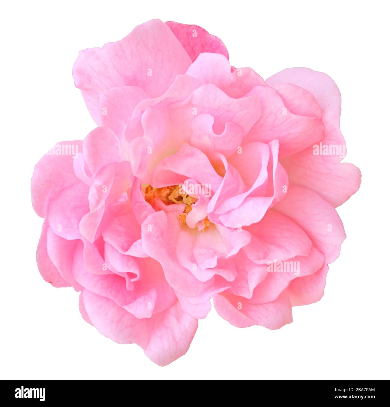Primer plano de una maravillosa rosa rosa rosa (Rosaceae) aislada sobre fondo blanco, incluyendo trazado de recorte. Alemania. rosa Rosa Rosaceae) isoliert a Foto de stock