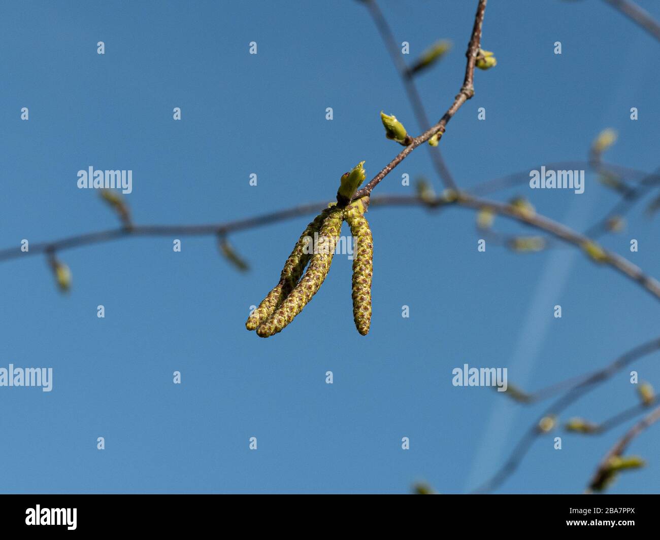 Un primer plano de los pepinillos de Betula papirífera contra un cielo azul claro Foto de stock