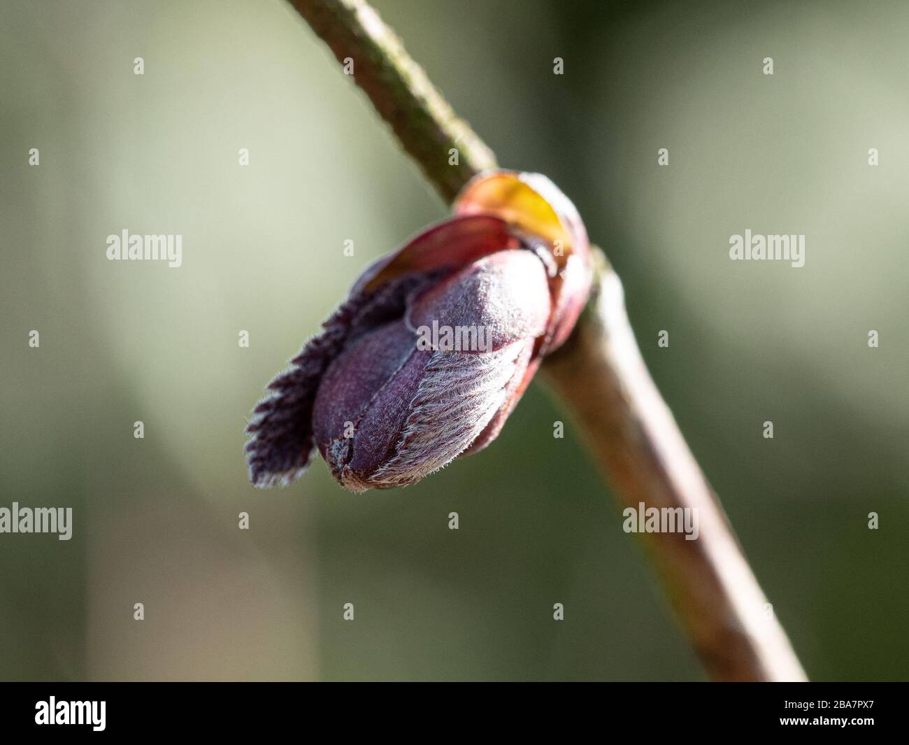 Un primer plano de una sola hoja de apertura de la avellana púrpura Corylus maxima purpurea Foto de stock