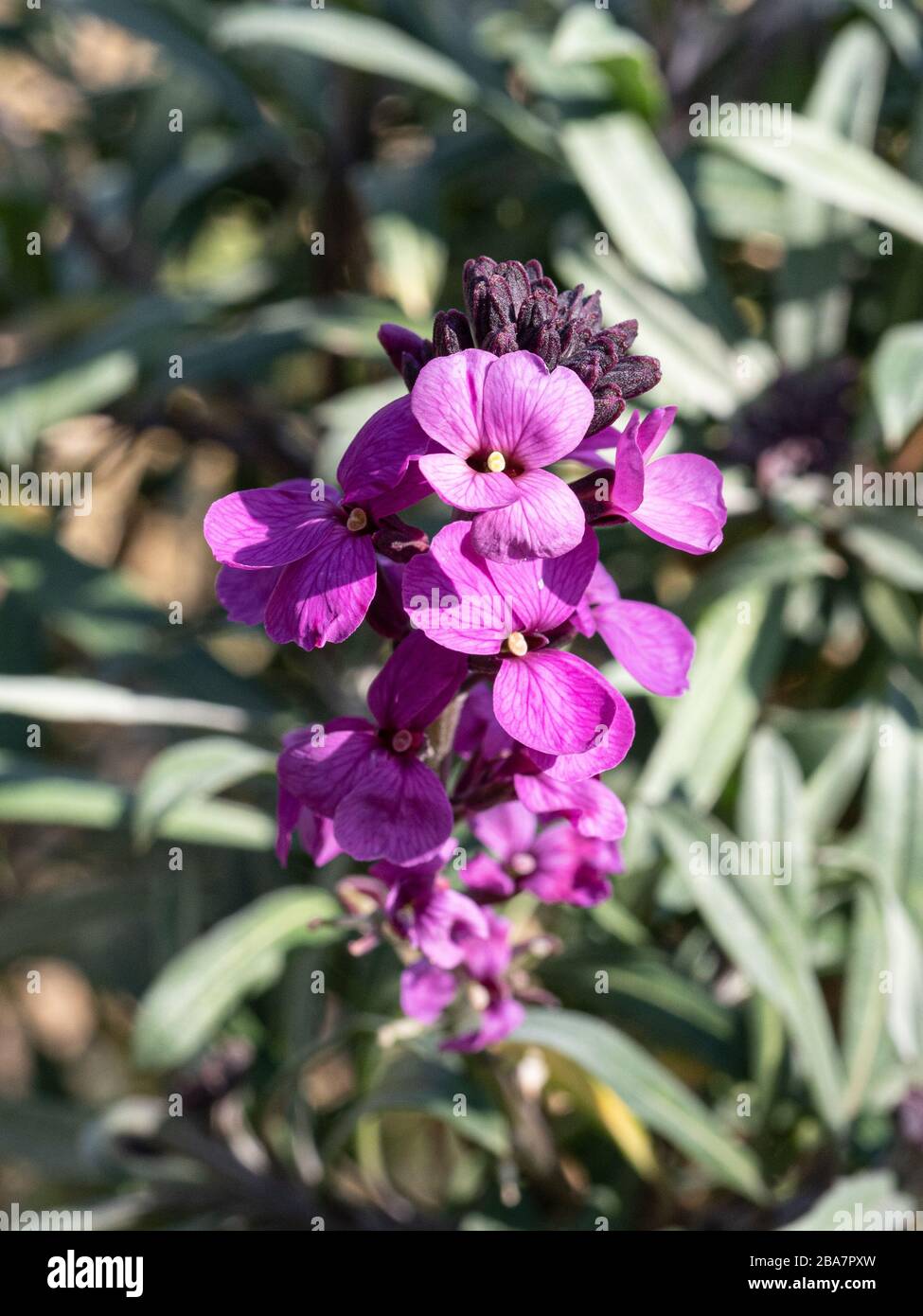 Un primer plano de la espiga de la flor de la Mauve Bowles Erysimum Foto de stock