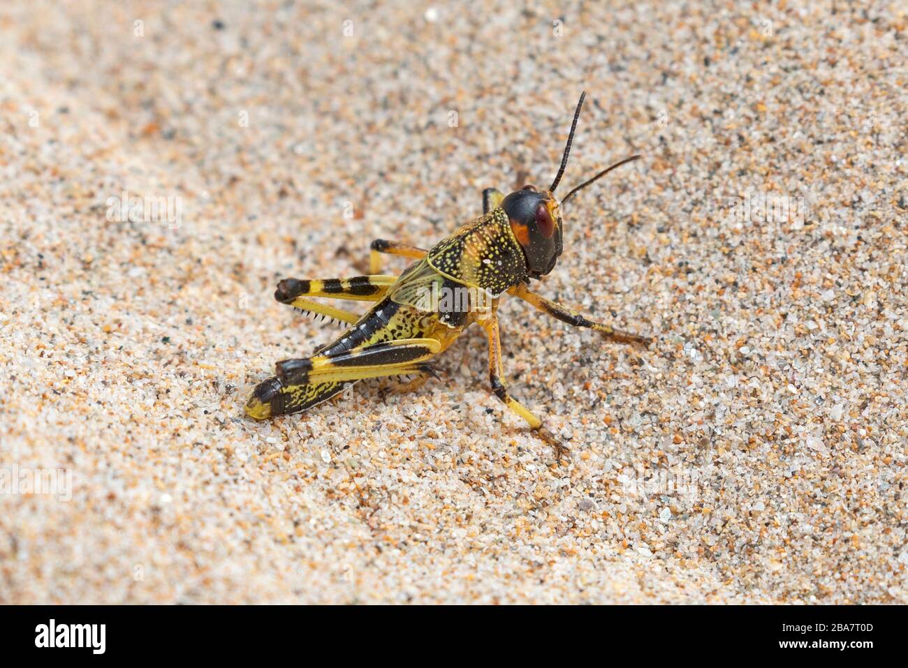 La langosta del desierto, Schistocerca garia. Una joven langosta juvenil recientemente criada en el norte de Omán, en el Oriente Medio. Notada por su enjambre. Foto de stock