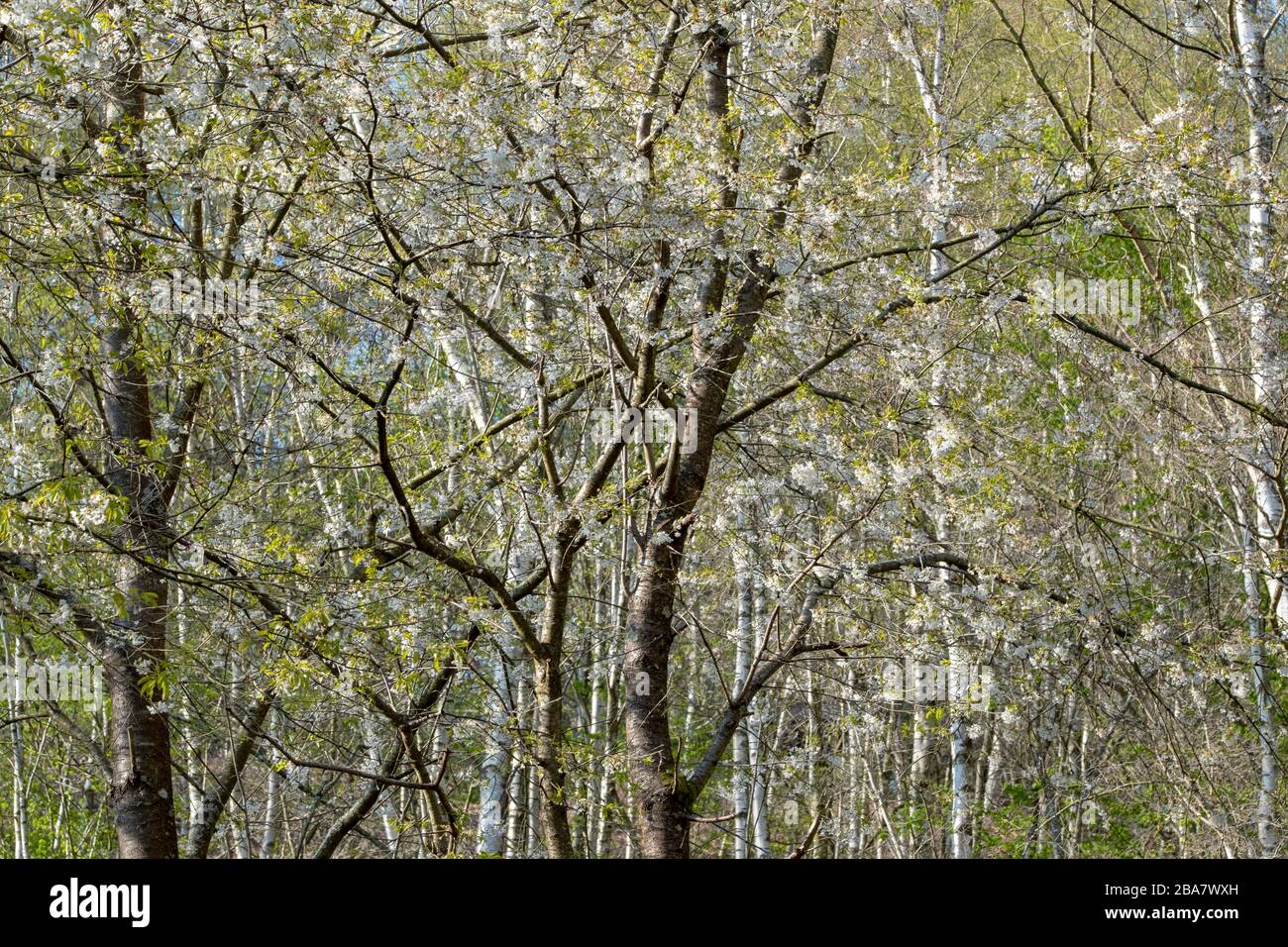 Los árboles con flor en primavera presentan un agradable diseño abstracto en Hammer Wood, cerca de Midhurst, West Sussex, Inglaterra, Reino Unido Foto de stock