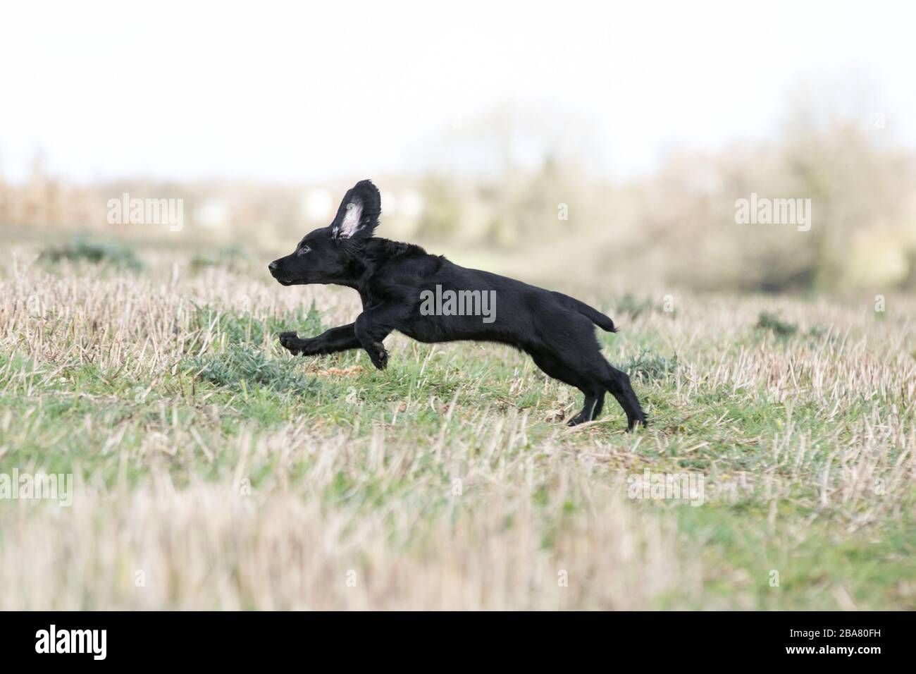 Negro trabajador cachorro spaniel Foto de stock