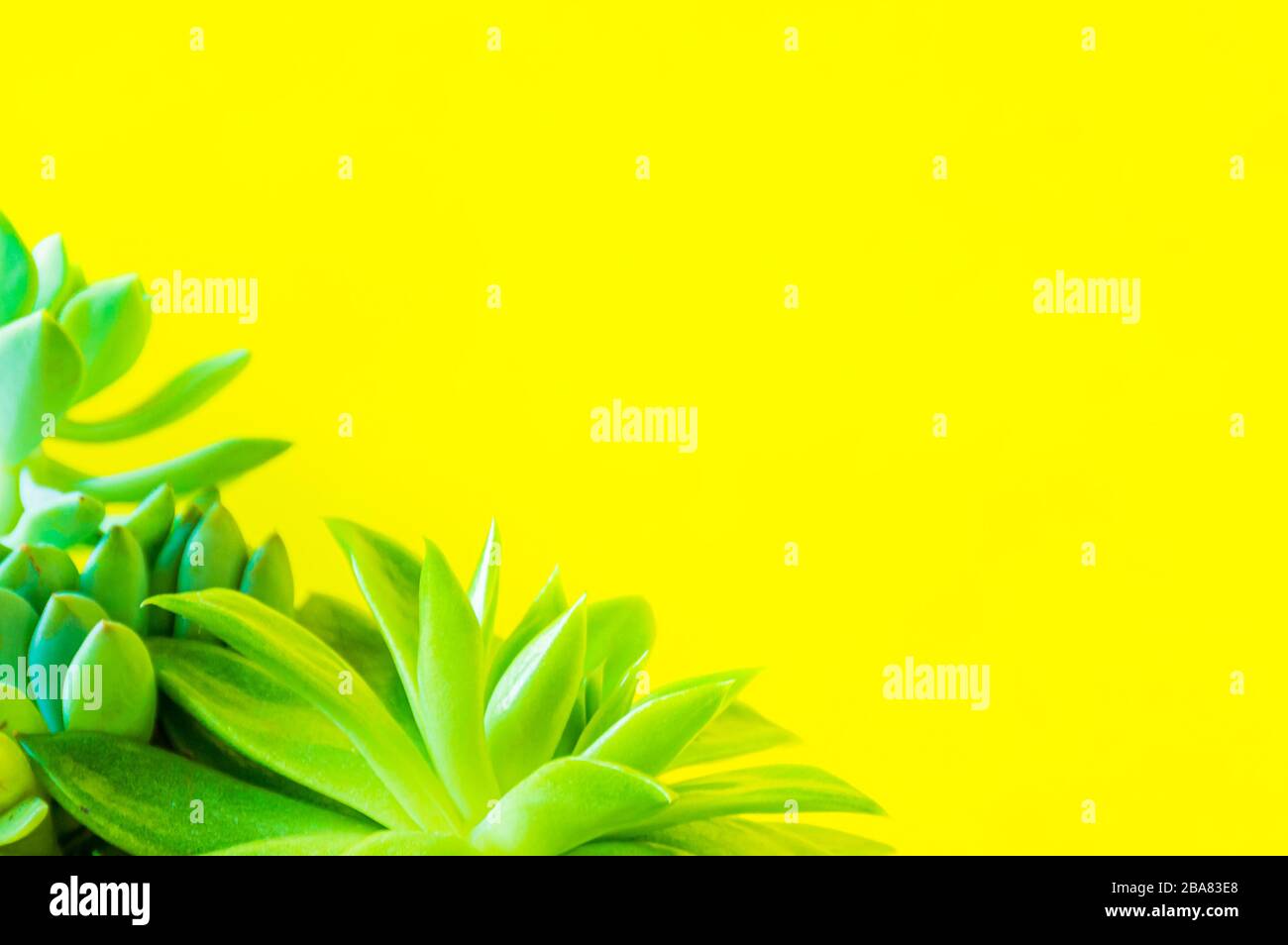 Plantas domésticas suculentas verdes sobre fondo amarillo con espacio de copia. Foto de stock