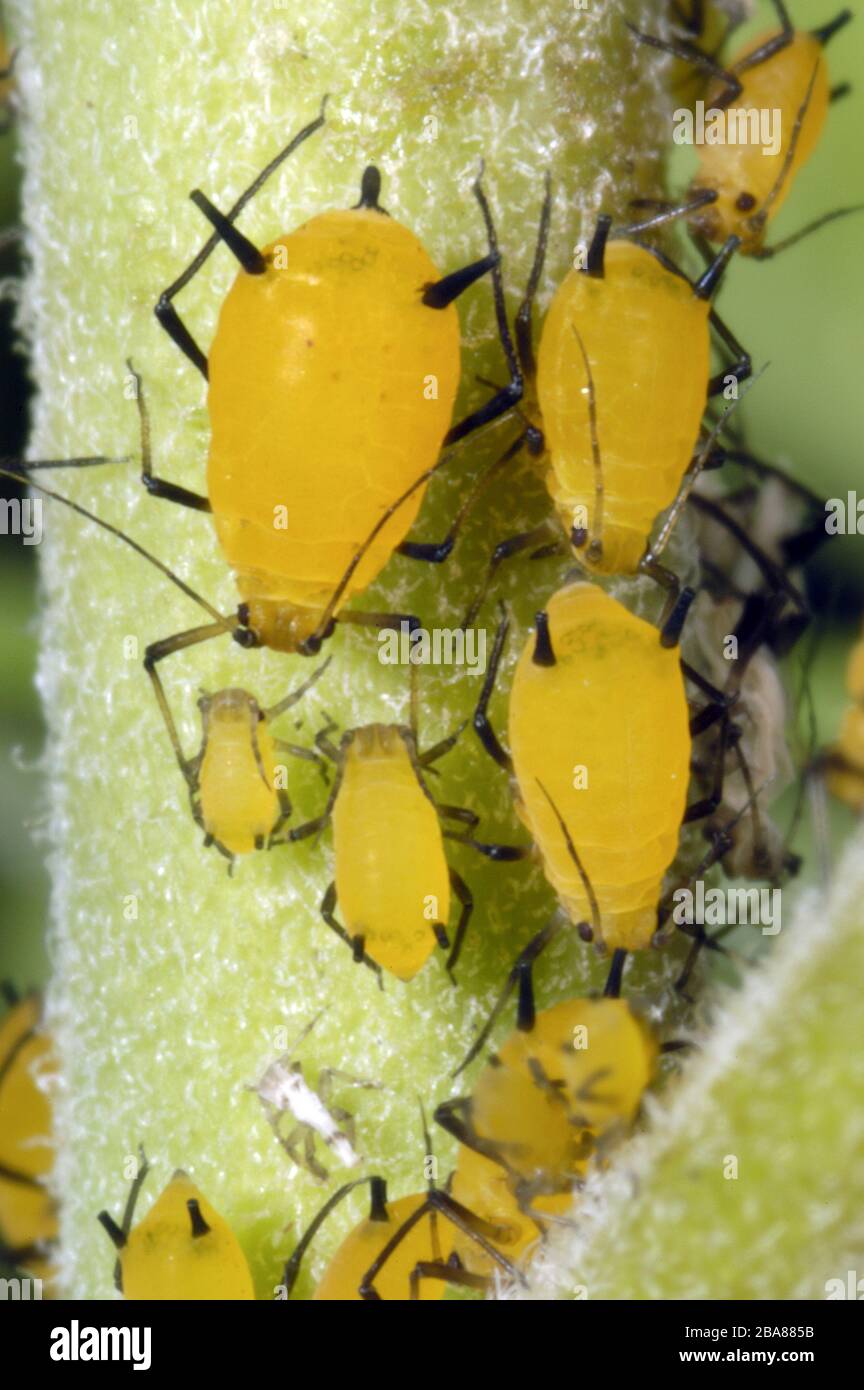 Áfidos de olánder amarillo/naranja (APHIS nerii) con patas negras y cornículas y antenas oscuras en el tallo del fitocarpo de Gomphocarpus Foto de stock