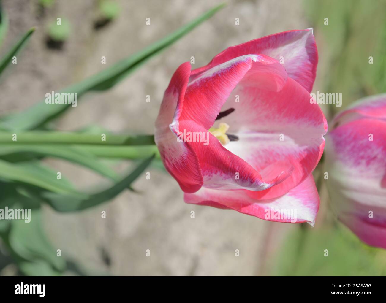 Tulip del Piero. Tulipán blanco ampliamente bordeado con rosa. El