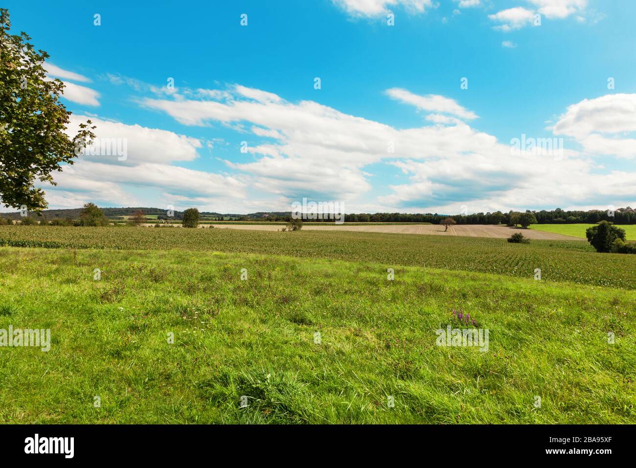 paisaje, campo verde y nubes en el cielo azul Foto de stock