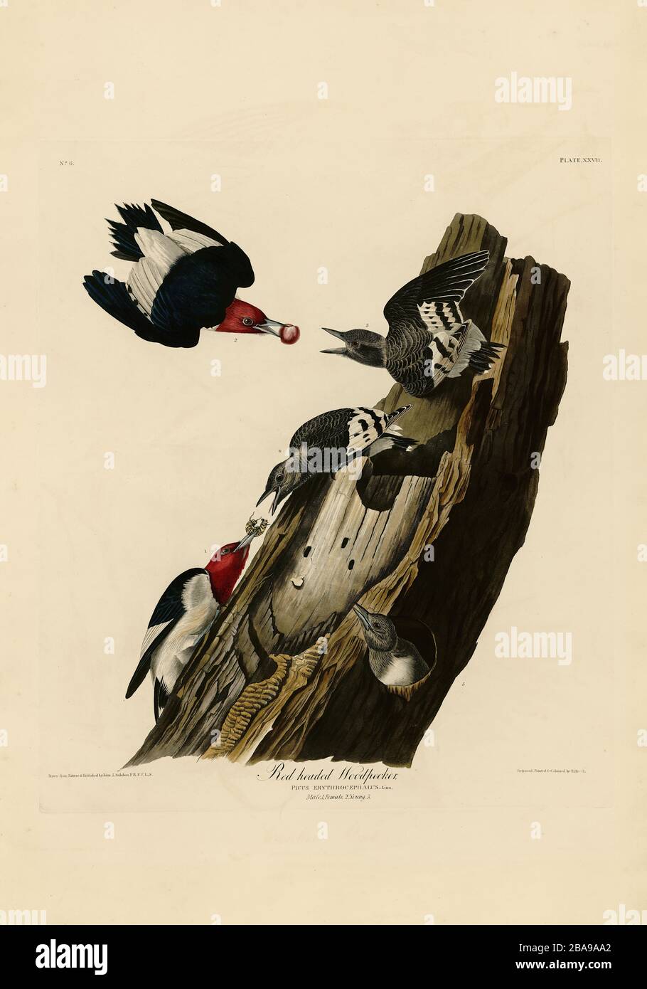 Plato 27 Woodpecker de cabeza roja del folio aves de América (1827–1839) de John James Audubon - imagen editada de alta resolución y calidad Foto de stock