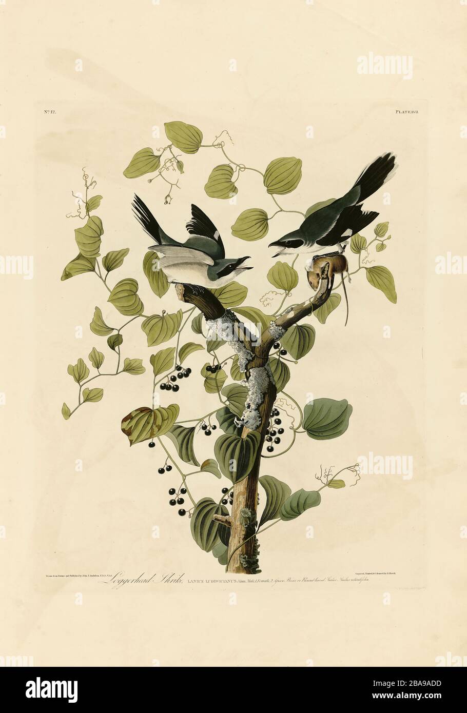Placa 57 cabeza de Loggerhead Shrike del folio de aves de América (1827–1839) por John James Audubon - imagen editada de muy alta resolución y calidad Foto de stock