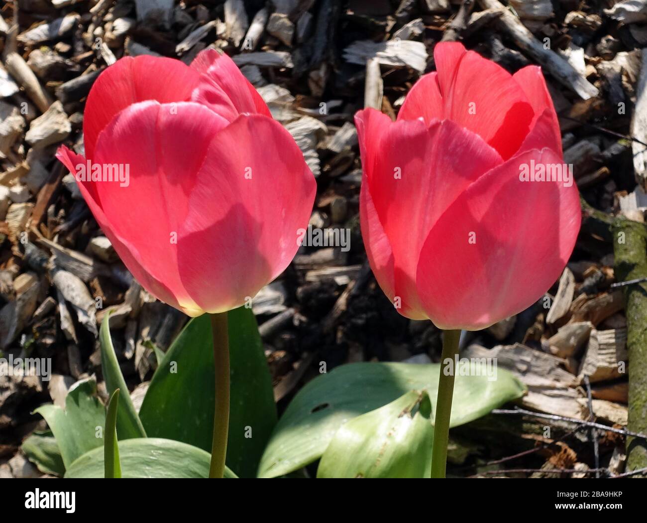 Tulipanes rojos floreciendo en el sol de primavera, en el sur de Londres Foto de stock