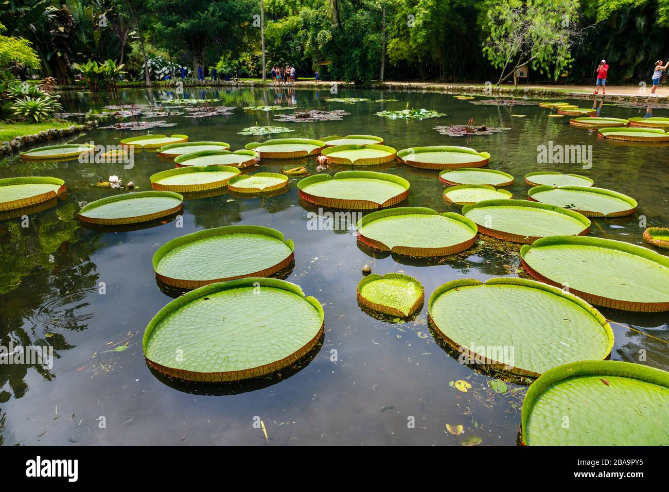 Grandes hojas verdes de lirios Victoria (Victoria amazonica), estanque Lago Frei Leandro, Jardín Botánico (Jardim Botanico), Zona Sur, Río de Janeiro Foto de stock