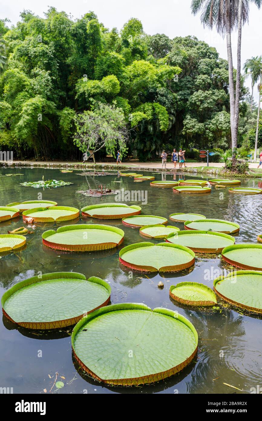 Grandes hojas verdes de lirios Victoria (Victoria amazonica), estanque Lago Frei Leandro, Jardín Botánico (Jardim Botanico), Zona Sur, Río de Janeiro Foto de stock