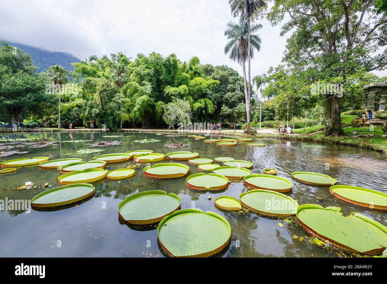 Grandes hojas verdes de lirios Victoria (Victoria amazonica), estanque Lago Frei Leandro, Jardín Botánico (Jardim Botanico), Zona Sur, Río de Janeiro Foto de stock