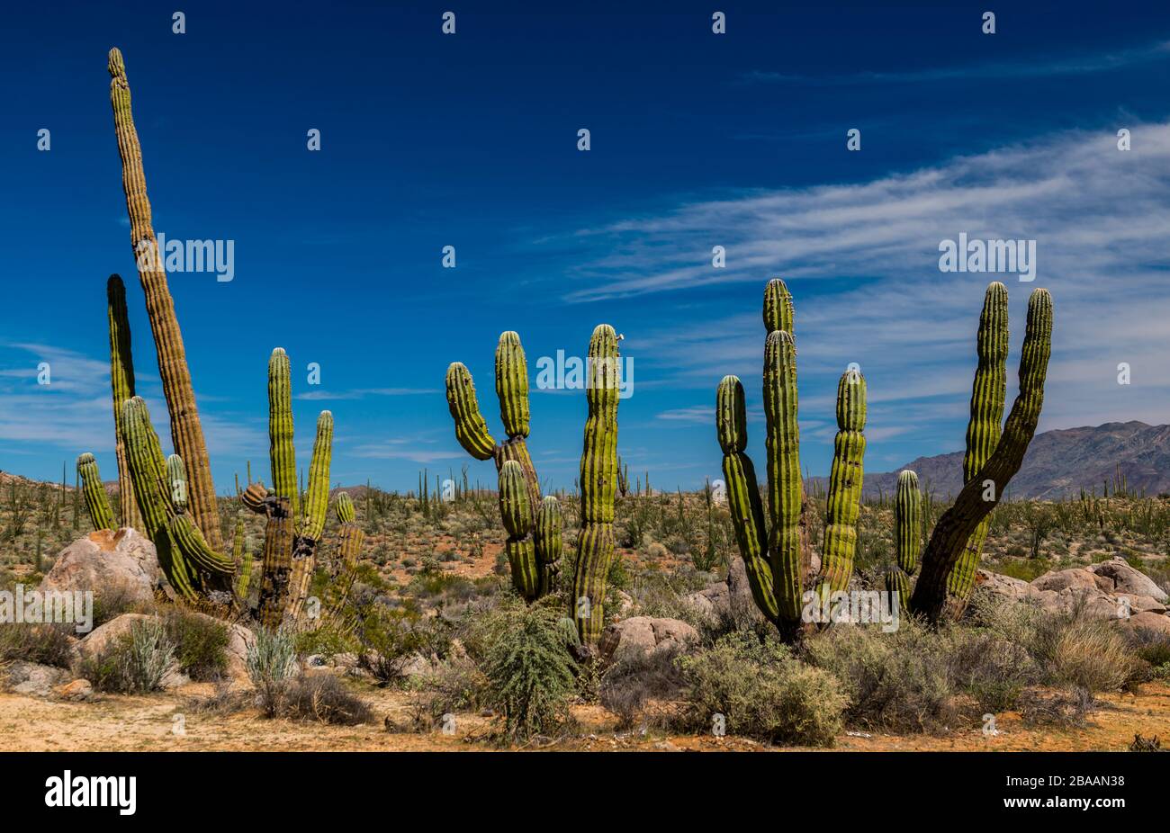 Cactus Cardón (Pachycereus pringlei) en el Desierto de Baja California, Baja California Sur, México Foto de stock