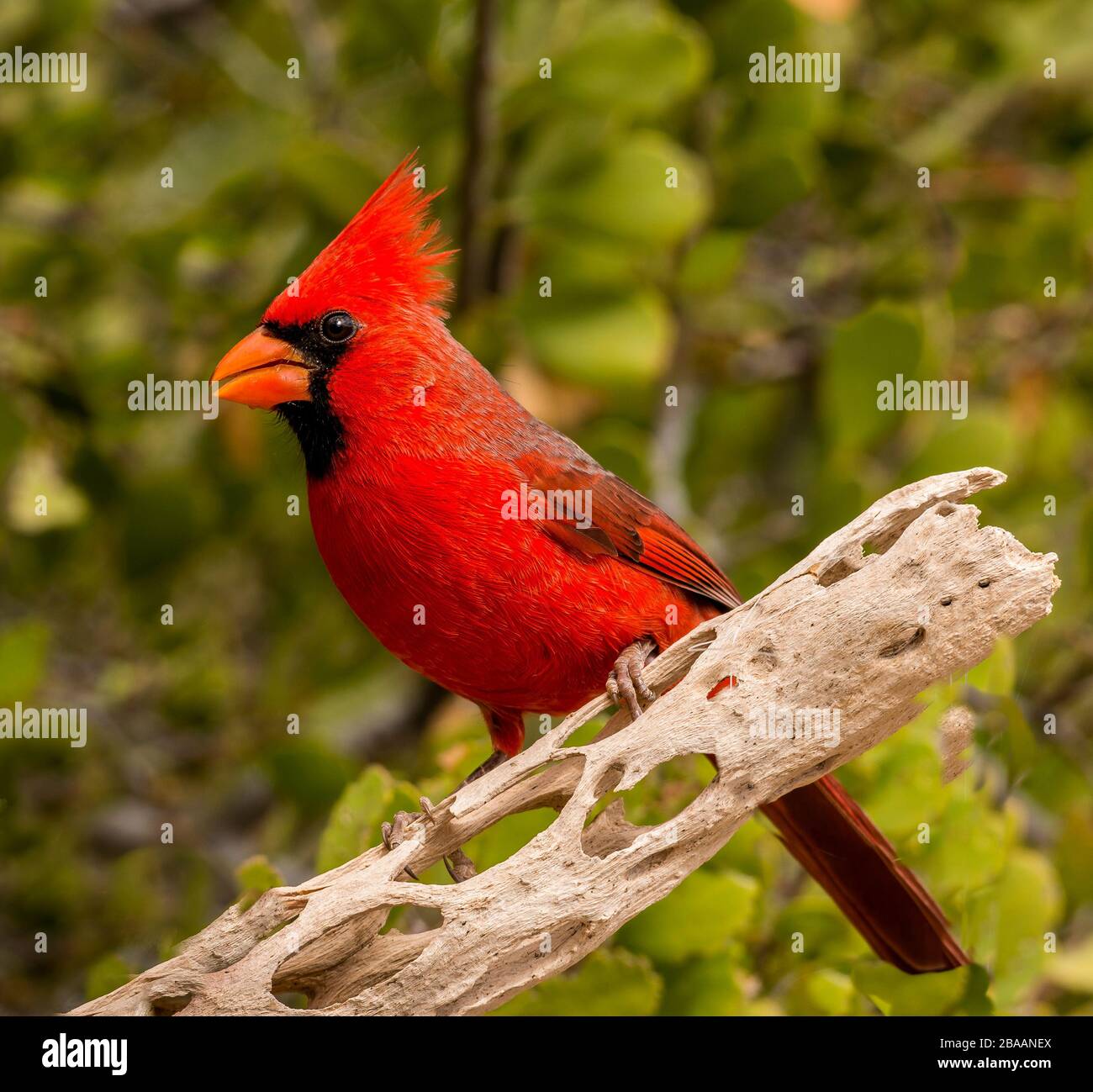 Cardenal macho del norte (Cardinalis cardinalis) persiguiendo en rama, Baja California Sur, México Foto de stock