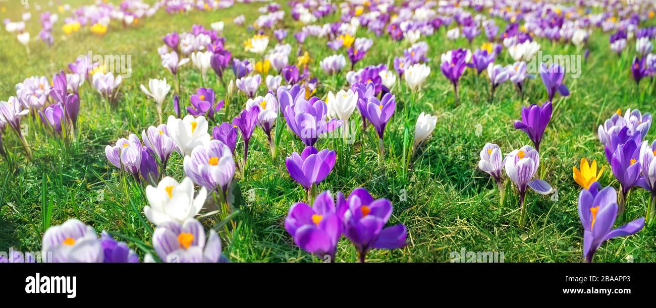 Vistas panorámicas a las flores de la primavera en el parque Foto de stock
