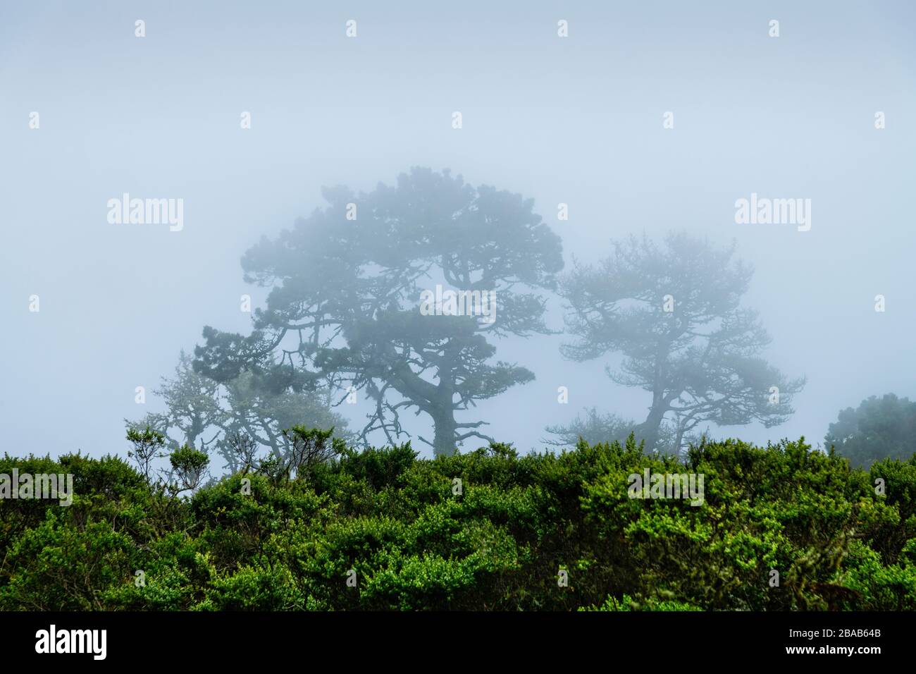 Los árboles en Point Reyes National Seashore se encogen en California, Estados Unidos Foto de stock