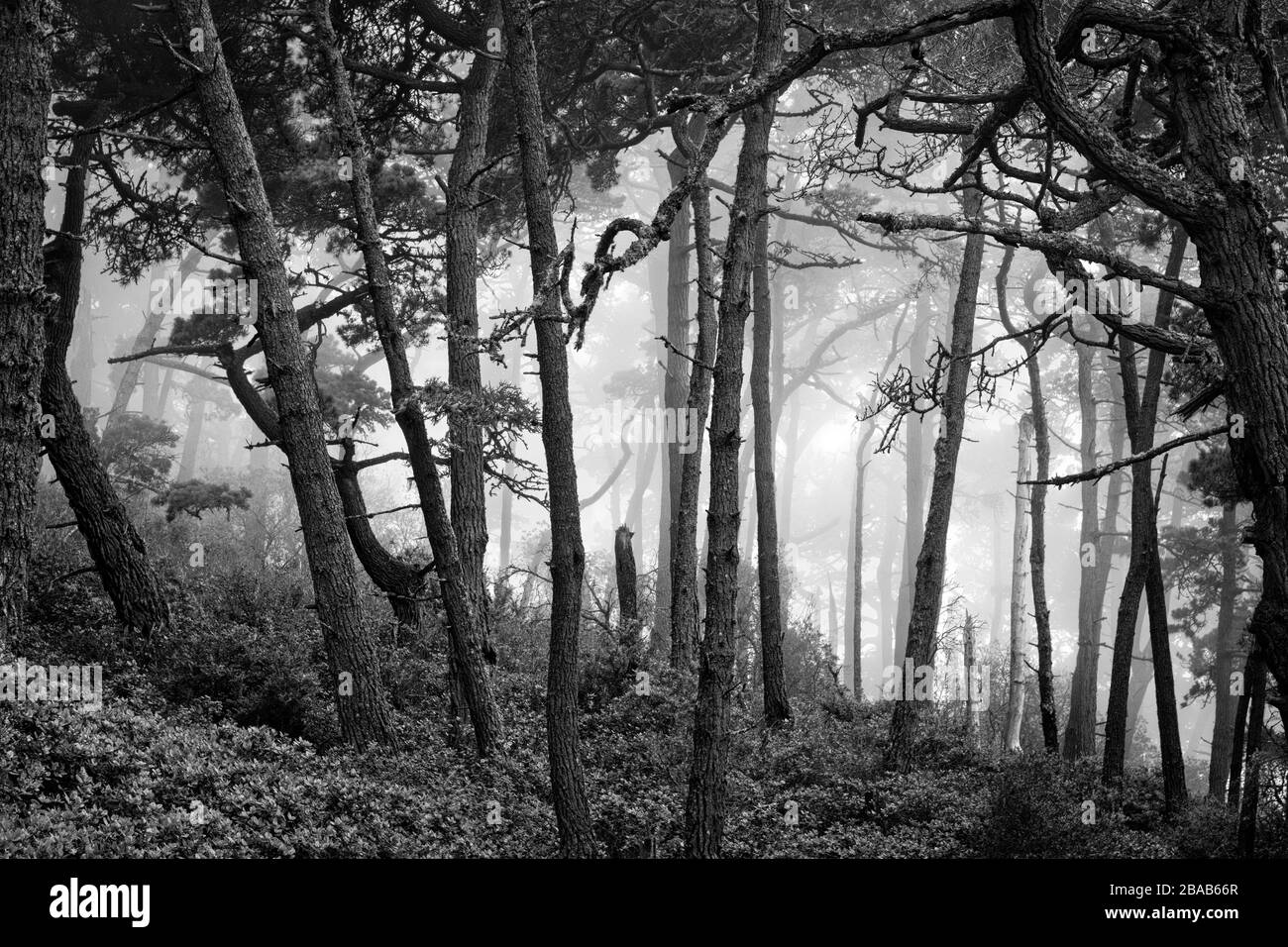 Niebla en un bosque escénico en Point Reyes National Seashore, California, Estados Unidos Foto de stock