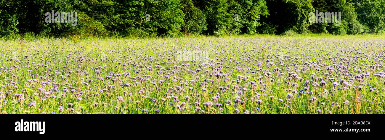 Campo de flores silvestres, Baden Wurtemberg, Alemania Foto de stock