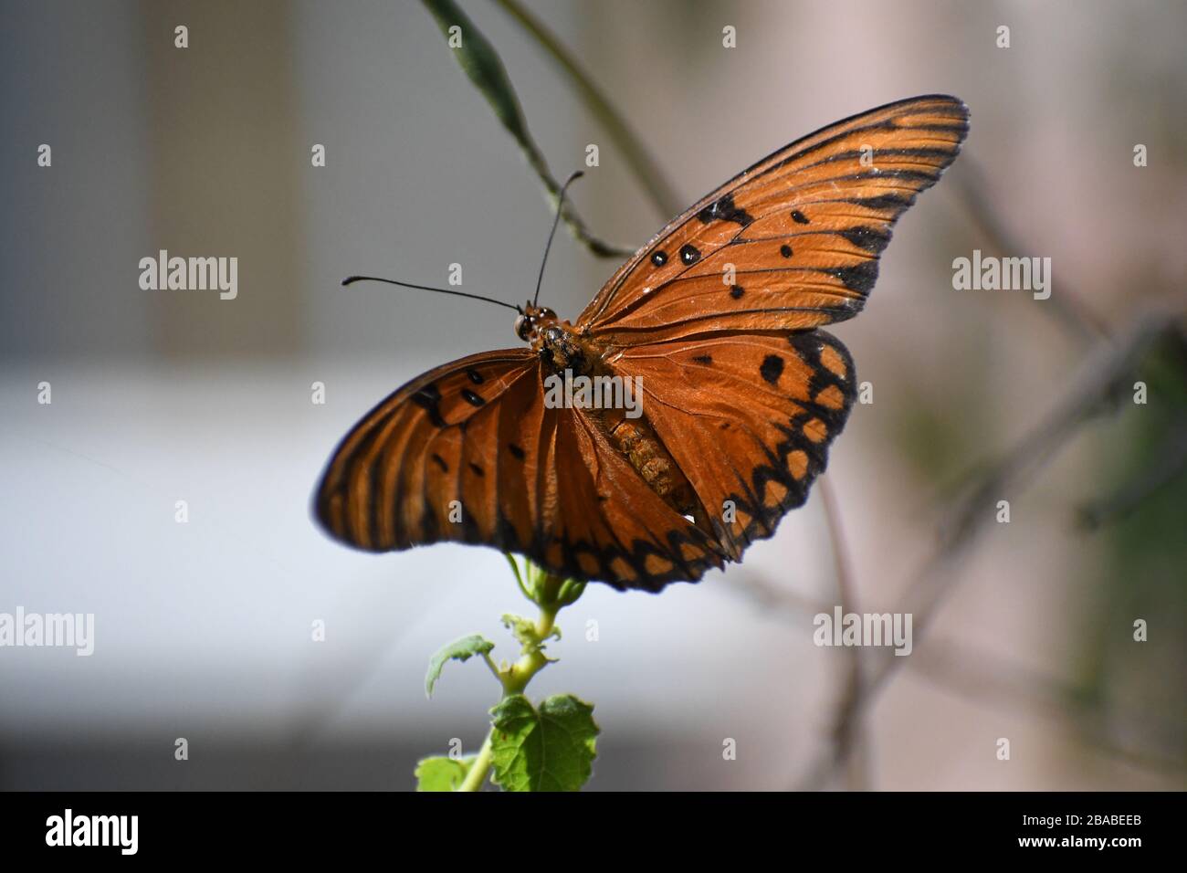 Mariposa naranja y negra en una flor Foto de stock