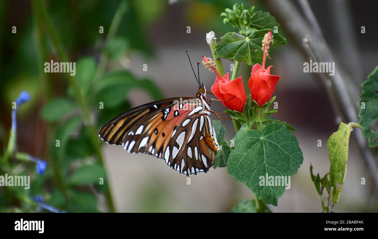 Mariposa naranja y negra sobre una flor roja Foto de stock