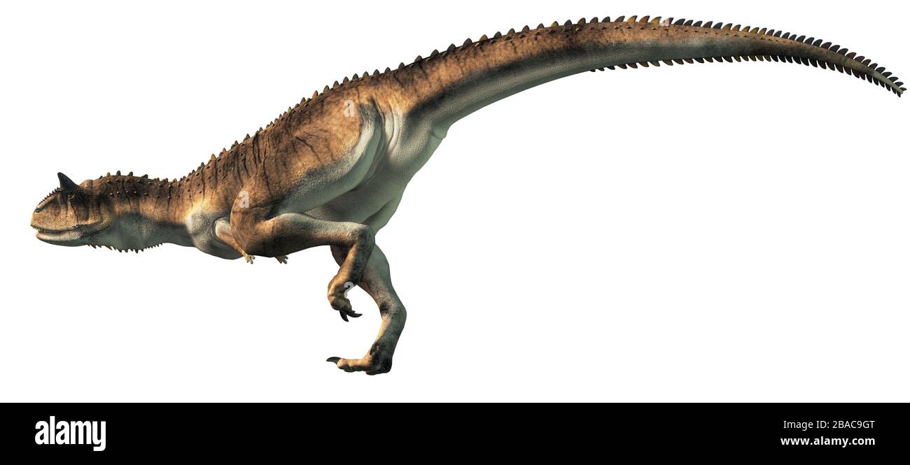 Carnotaurus era un dinosaurio carnívoro terópodo con cuernos en la cabeza  que vivía en la era Cretácica de América del Sur. Sobre un fondo blanco.  Renderizado 3D Fotografía de stock - Alamy