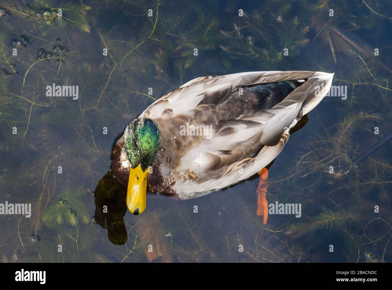 Tiro hermoso del pato en las aguas del camino de Sarsaparilla en Bells Corners, Ontario, Canadá Foto de stock
