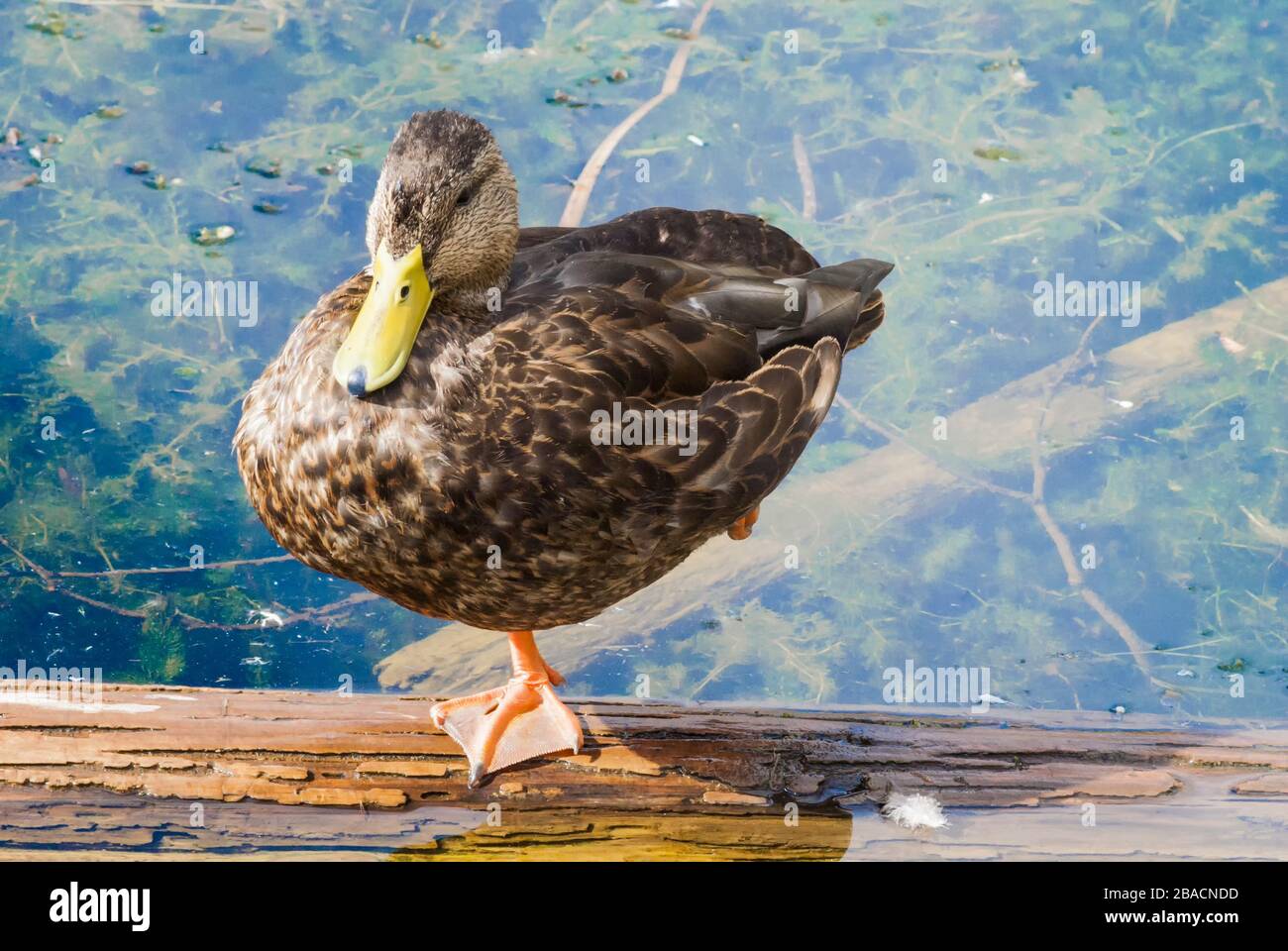 Tiro hermoso del pato en las aguas del camino de Sarsaparilla en Bells Corners, Ontario, Canadá Foto de stock