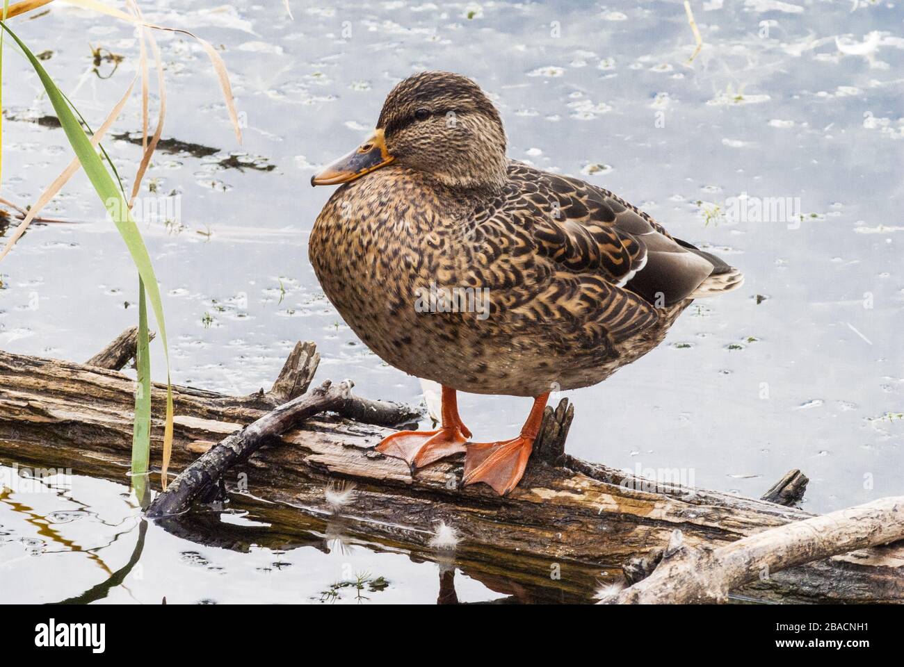 Tiro hermoso del pato en el agua en el camino de Sarsaparilla en Bells Corners, Ontario, Canadá Foto de stock