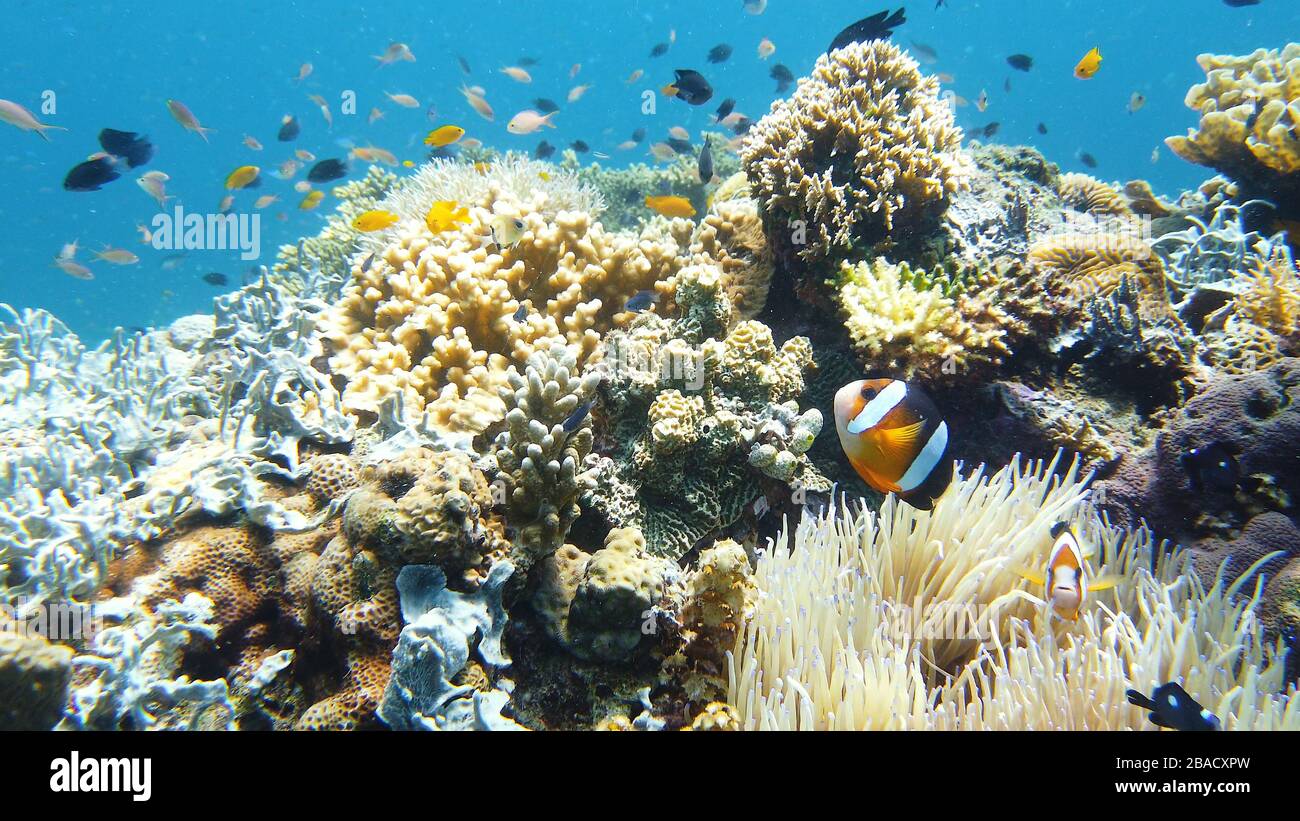 Escena subacuática en los Arrecifes de Coral. Peces de mar subacuáticos. Marina de arrecife tropical. Colorido paisaje submarino. Leyte, Filipinas. Foto de stock