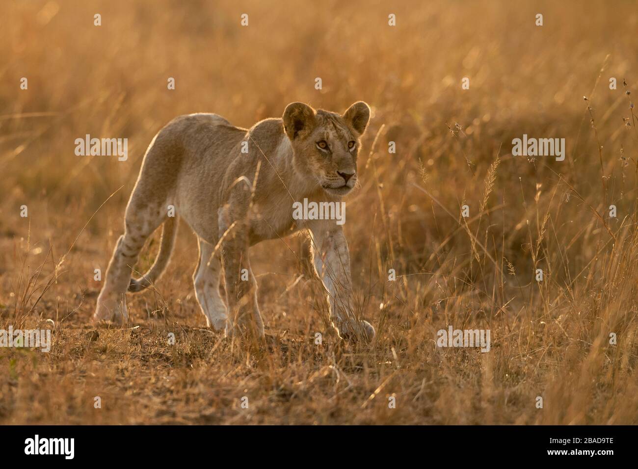 La imagen del león africano (Panthera leo) retrato en el parque nacional Masai mara, Kenia Foto de stock