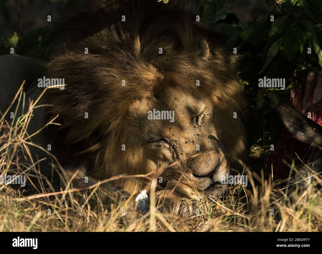 La imagen del león africano (Panthera leo) retrato en el parque nacional Masai mara, Kenia Foto de stock