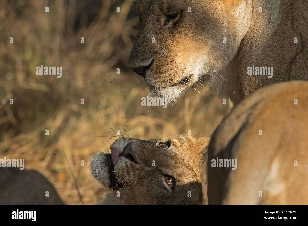 La imagen del león africano (Panthera leo) retrato en el parque nacional Masai mara, Kenia Foto de stock